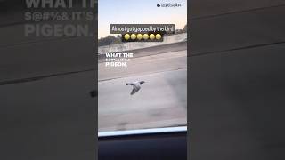 Pigeon 🐦 flying on the highway on the interstate 60 mph [upl. by Kalli]