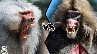 BABOON VS GELADA  Who Will Win This Fight [upl. by Belicia]