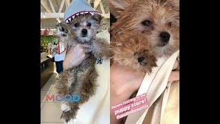 Oscar Biebers first trip to the puppy store  end of January amp beginning of February 2019 [upl. by Sakhuja]