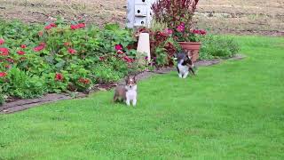 Shetland Sheepdog Puppies for Sale [upl. by Imas]