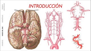 IRRIGACIÓN Y DRENAJE VENOSO DEL SNC [upl. by Annabella]