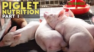 Piglet Nutrition Part 1  Importance of Piglet Nutrition  Agribusiness Philippines [upl. by Eva686]