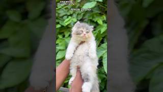 Cute kittens 🥰  Cats for sale shorts [upl. by Spielman]