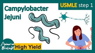 Campylobacter jejuni  Pathology  Campylobacter jejuni and Guillain Barre syndrome  USMLE [upl. by Iruj]