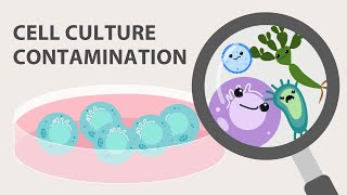 Cell Culture Contamination and Quality Control [upl. by Einahets879]