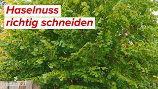 Haselnuss schneiden  Schritt für Schritt Anleitung für den perfekten Rückschnitt für Strauch amp Baum [upl. by Neirad]