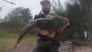 Big Flathead fishing in lake Illawarra Z man soft plastics [upl. by Yennep]