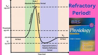 BRS Physiology  Refractory periods of Action Potential  FCPS Part1 [upl. by Imray]