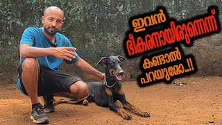 Doberman കൂളായത് കണ്ടോ  Leonardo Voila [upl. by Areval]