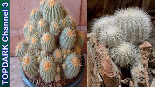 10 Hermosas variedades de Copiapoa [upl. by Salokkin]