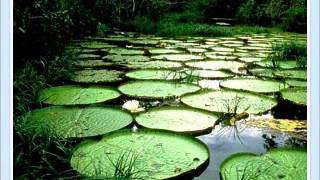 AS PAISAGENS NATURAIS BRASILEIRAS [upl. by Amund195]