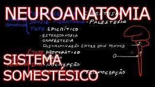 Aula Neuroanatomia  Sistema Somestésico Vias Ascendentes  Neuroanatomia Humana 5 [upl. by Rafaelle]