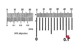 AS Biology  How to calibrate a microscope [upl. by Okihcas90]