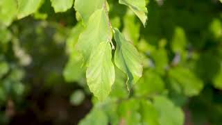 Parrotia persica  Persian Parrotia [upl. by Michail]