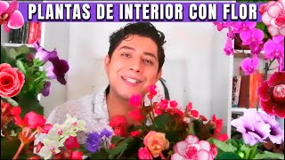 Plantas de interior con flores todo el año CHUYITO JARDINERO [upl. by Gilus]