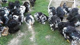 Cochinchina bobat si negru tineret 2017 [upl. by Eadahs]