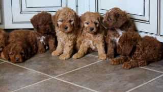 Cockapoo Puppies For Sale [upl. by Llennaj]