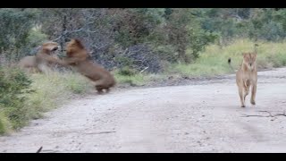 Big Male Lions Battle Over a Lioness [upl. by Marvella]