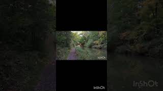 Basingstoke Canal reels love reelsshorts viralreels viralvideos trending sarvajitnm feed uk [upl. by Snilloc]