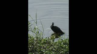 waterhen bathing in AMK park fujifilm birds nature wildlife 野生動物 富士 鳥類 [upl. by Bowers102]