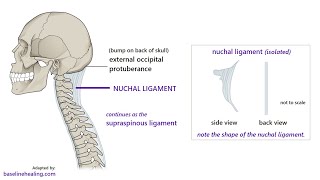 Anatomy of the Ligamentum Nuchae Description origin insertion and Function [upl. by Neyut621]