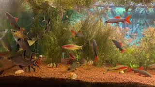 Cyprinidae aqvarium fishes waiting for feeding Denison barb Rainbow and Tricolor sharkminnow [upl. by Burtie]