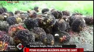 PETANI KELUHKAN ANJLOKNYA HARGA TBS SAWIT [upl. by Mario]