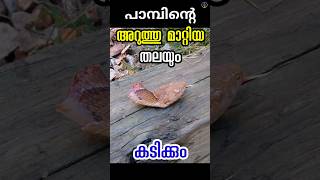 തലയറുത്തു മാറ്റിയാലും പാമ്പിനു കടിക്കാൻ കഴിയും decapitated snake bite malayalam [upl. by Rehttam56]