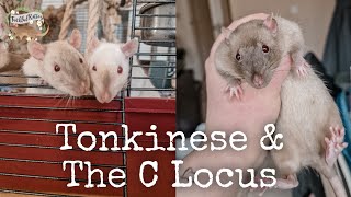 Tonkinese amp The C Locus  Rat Genetics and Varieties [upl. by Bartholomeus]