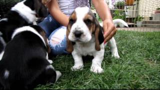 Basset Hound Puppies in HD  4 weeks old  part 1 [upl. by Enneillij]