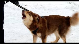 Finnish Spitz  bark pointer [upl. by Asen]