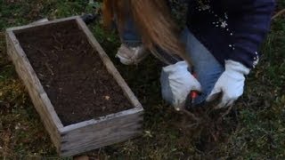 How to Grow Raspberry Bushes From a Baby Root  Berry Gardening Fertilizers amp Vegetables [upl. by Tiffanle751]