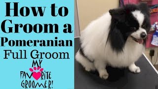 How to Groom a Pomeranian Domino [upl. by Eelibuj]