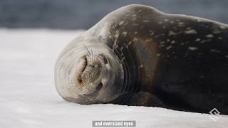 Wildlife in Antarctica The 4 Types of Seals You Will See on Your Antarctica Trip [upl. by Aliekat]