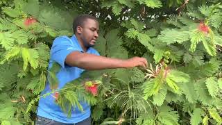 CALLIANDRA The king fodder shrub its a must have for every livestock farm here is why [upl. by Hutchison]