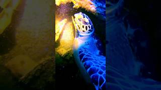 Awesome Shipwreck Giant vs Diver Stare Down Save Turtles [upl. by Xavler]