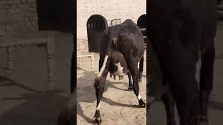 Girlando cow for sale new video in punjab virkanimaltv [upl. by Atteuqahc]