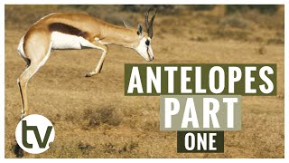 Antelope and their Habitats A closer look at Kudu Springbok Impala Blesbok and Red Hartebeest [upl. by Pillihpnhoj]