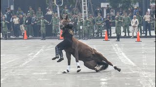 Caen jinete y caballo en desfile [upl. by Yar]