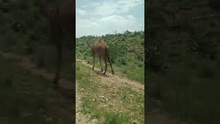 Camel walking videoshortvideo animals funnyanimal wildlife camel shorts ytshorts [upl. by Kerry451]