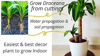 How to propagate Dracaena100 successful and easyWater amp soil rooting of Lemon Lime amp Massangeana [upl. by Enayr64]