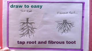 how to draw taproot fibrous rootfibrous root drawing [upl. by Wystand]