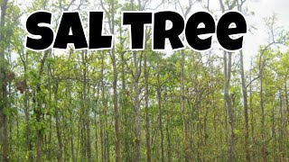 what is sal tree and its importance [upl. by York783]