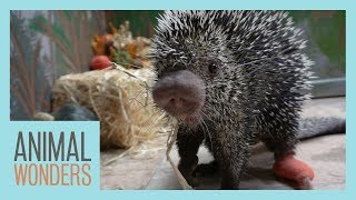 Porcupine Licks Pumpkins  Teeth Update [upl. by Imojean]