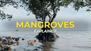 What are Mangrove Trees  Eco Facts  One Tree Planted [upl. by Anirda877]