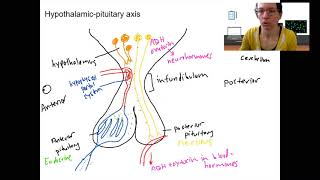 12 hypothalamus pituitary [upl. by Inalaek670]