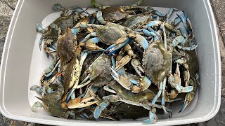 Easy Crabbing on Texas Coast Lots of Blue Crabs [upl. by Ahsiekram]