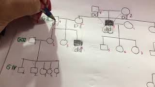 Pedigree Ejercicio Resuelto Genética Explicación de probabilidades [upl. by Naiditch]