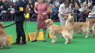 Golden Retriever Tracker shows at 2014 Westminster Kennel Club dog show [upl. by Gilli574]