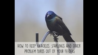 How to Keep Grackles Starlings and Other Problem Birds Out of Your Feeders [upl. by Kellyann132]